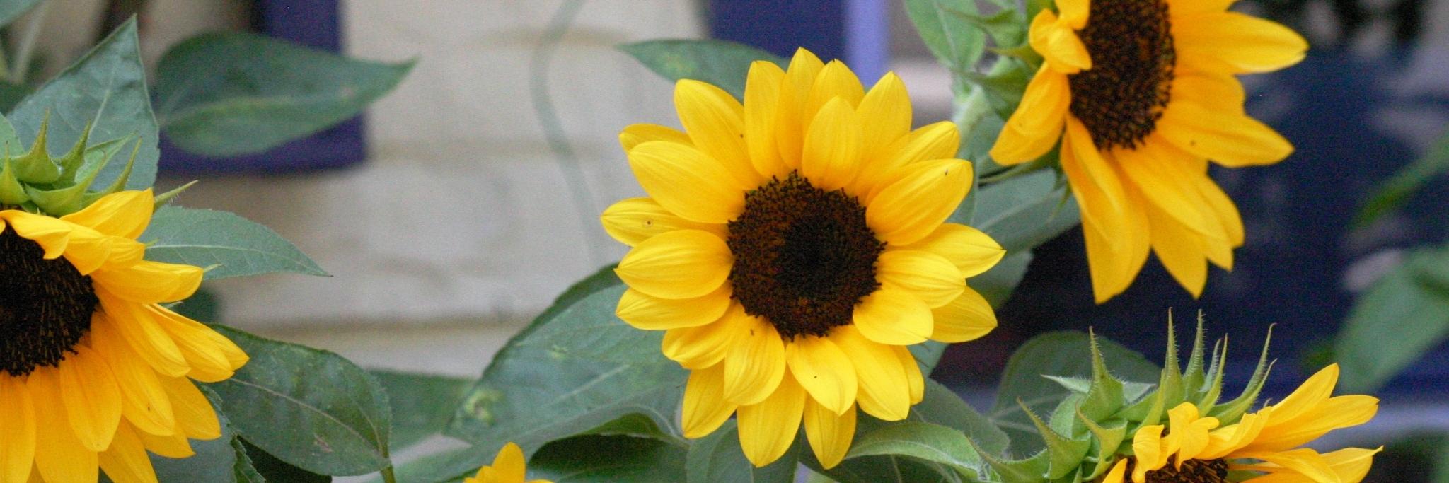 by_MichelleG's profile banner image