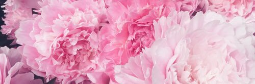 33Audi's profile banner image