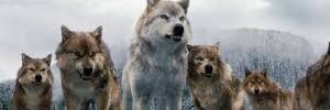 BurntKaramel's profile banner image