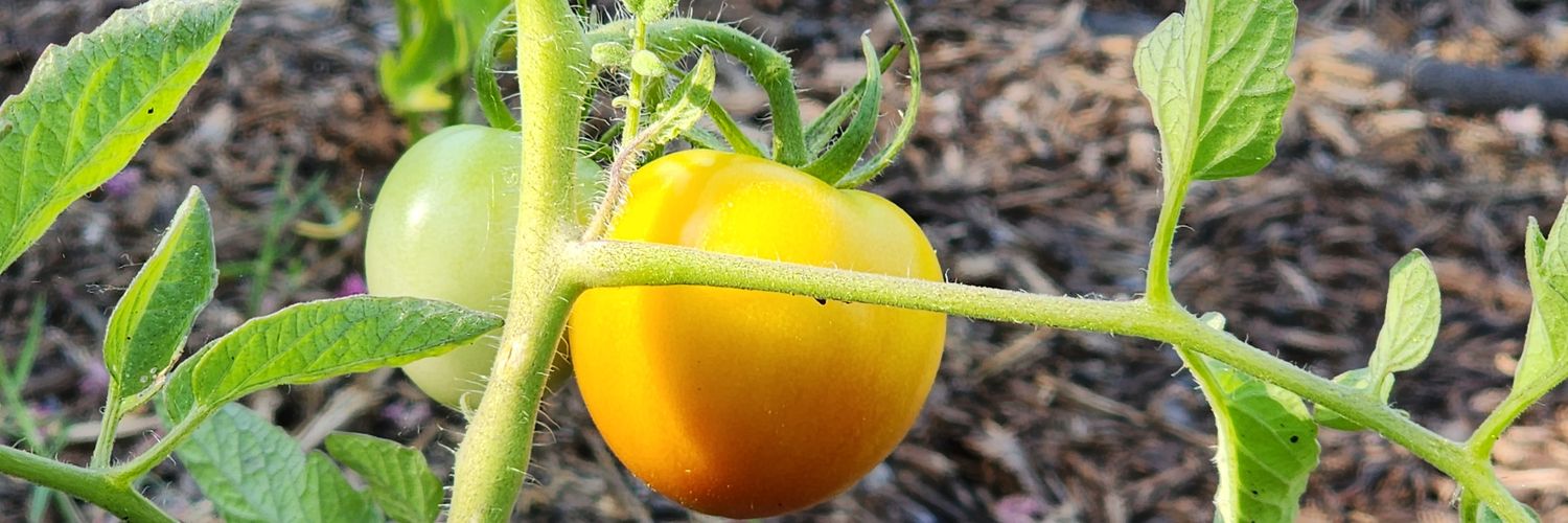 gftomatoes's profile banner image