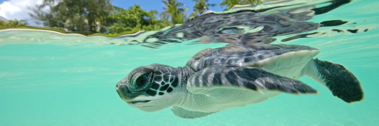 Turtle Foundation banner