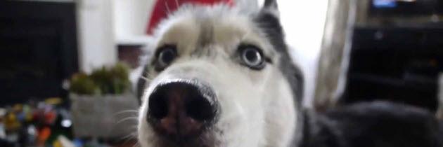 jankiddo's profile banner image