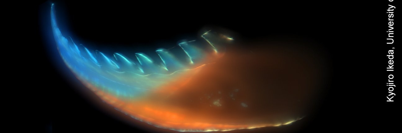 Kyo Ikeda (Kyojiro N Ikeda) banner