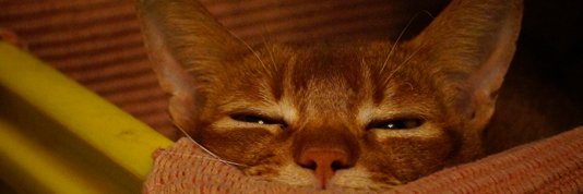 木魚庵＠『金田一耕助の間取り』 banner