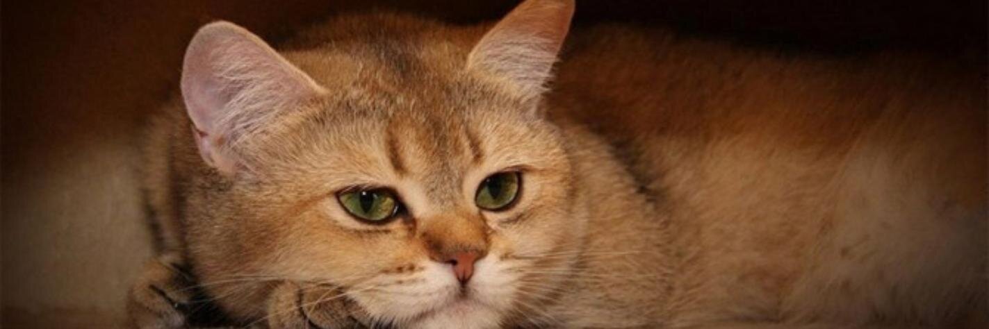 милый домашний кот banner