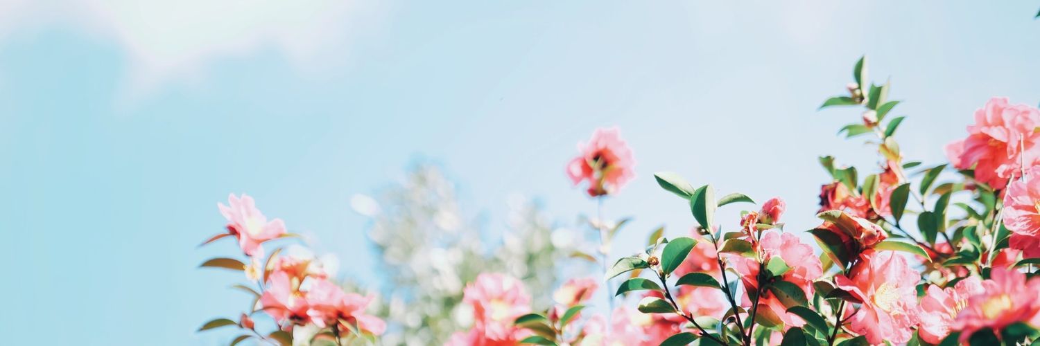 jay_sc69's profile banner image