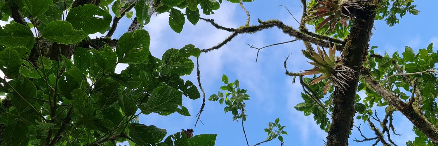 RonaCor's profile banner image
