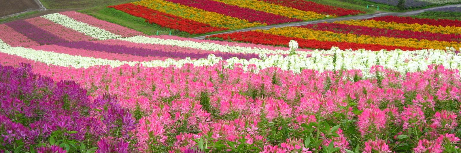 ももしょうえん🌸 banner