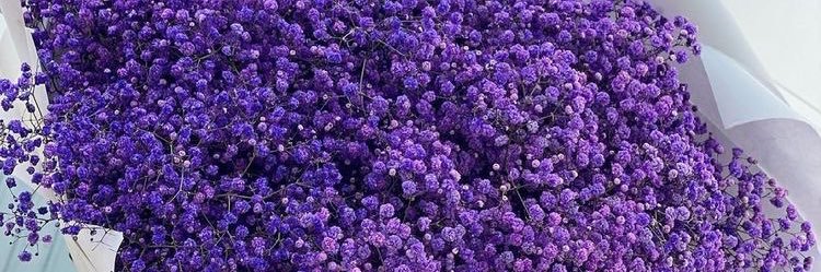 purpledanoo's profile banner image
