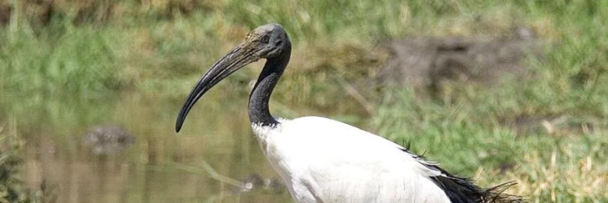 Brian C. Grant banner