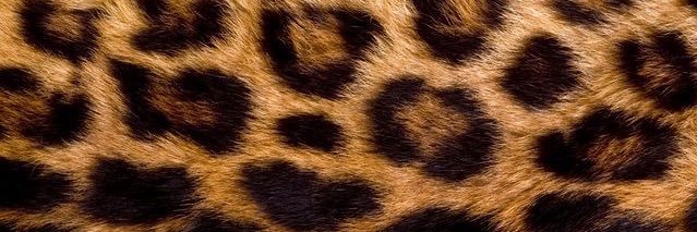 abbeyotto's profile banner image