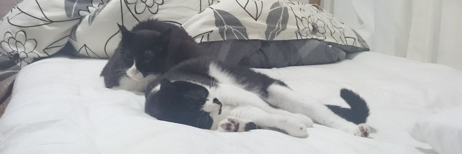 NutsMayCat's profile banner image