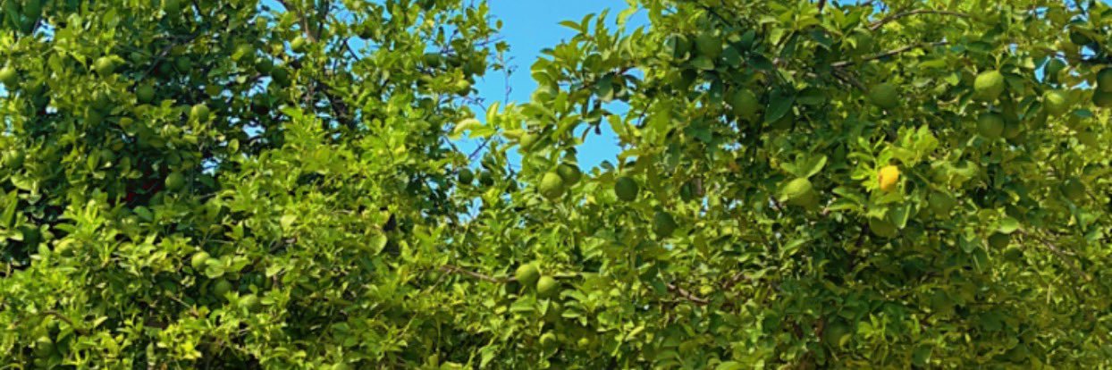 inderdeol87's profile banner image
