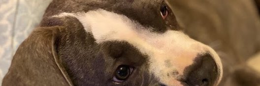 luicoppelli's profile banner image