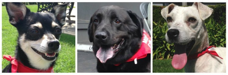 🐶Much Love🐱 banner