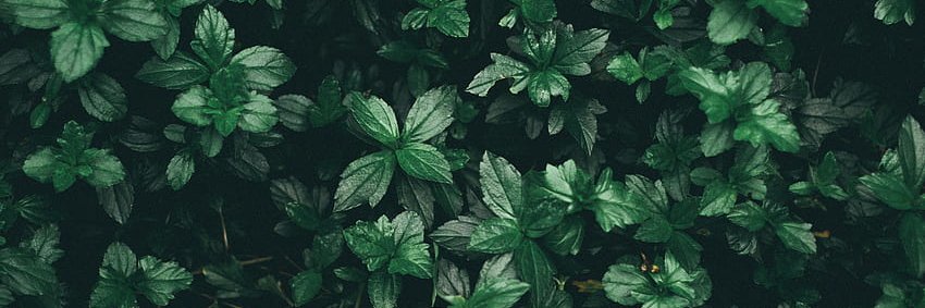 reallauragross's profile banner image