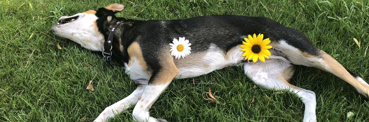 davisdani12's profile banner image