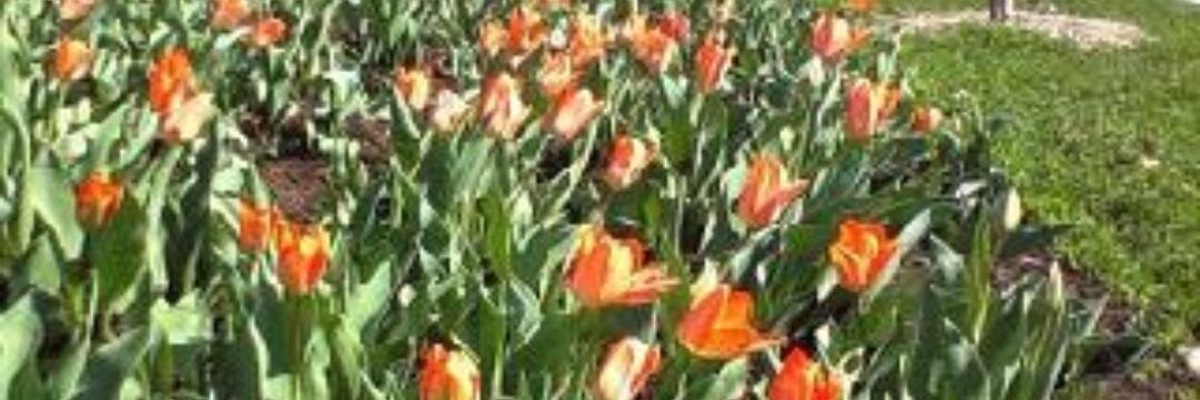 BGSU Lady😇♥️🐶♥️📚🙏 banner