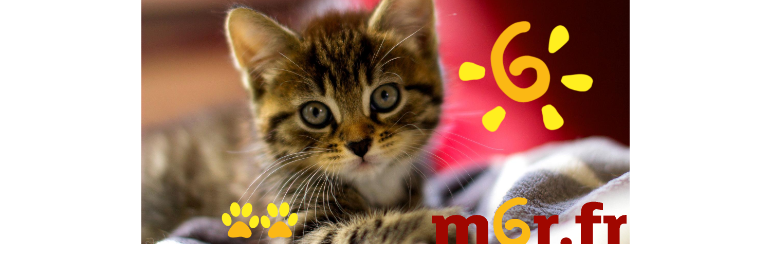 Petit Chat #Insoumis's banner