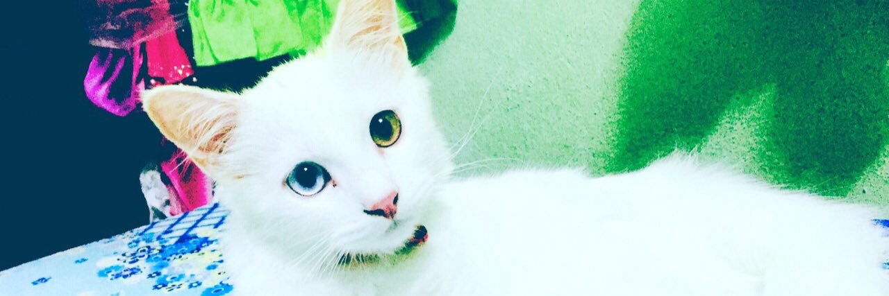 MusHanafi's profile banner image