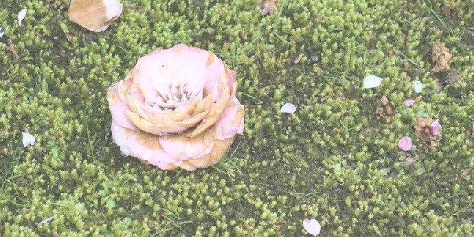greenmind66's profile banner image