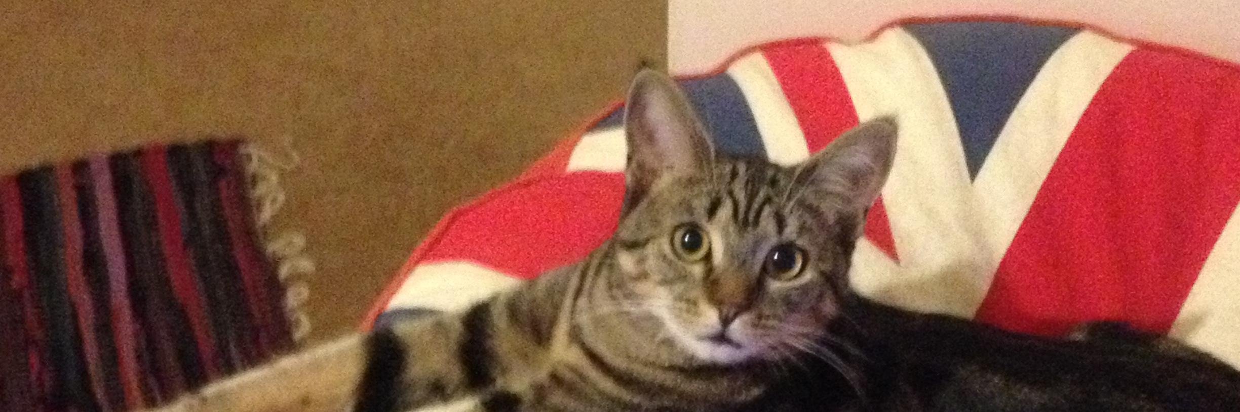 zee 🇬🇧🇺🇸 banner