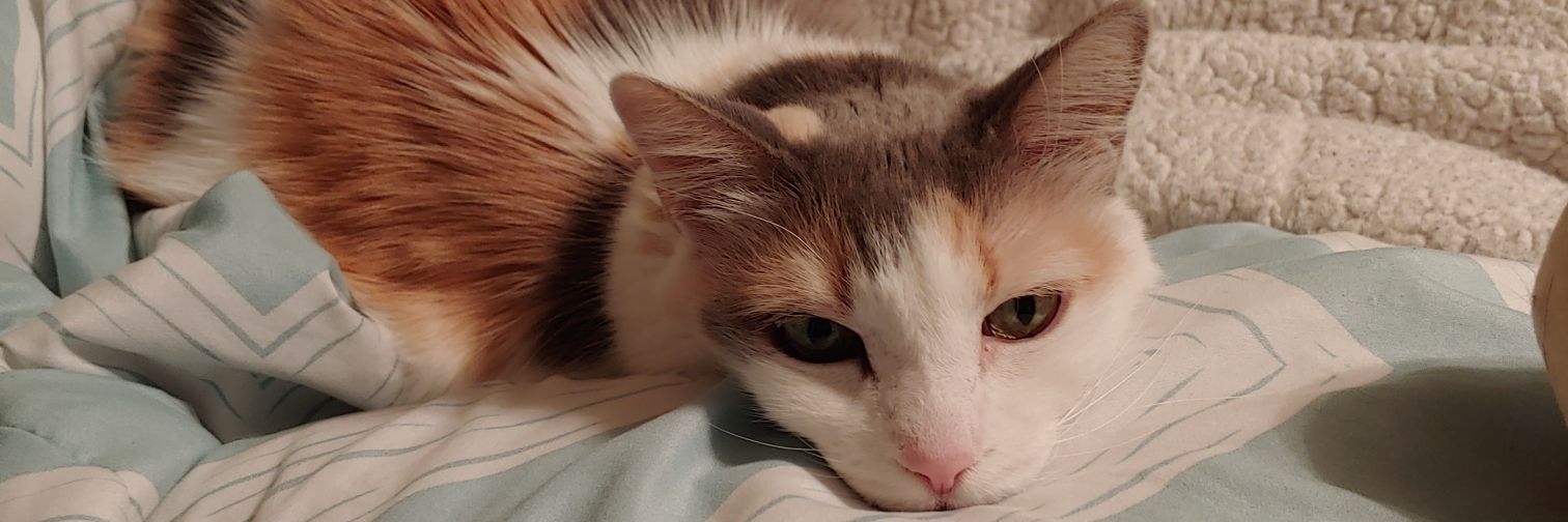rememberinnie's profile banner image
