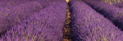 DhynaS's profile banner image