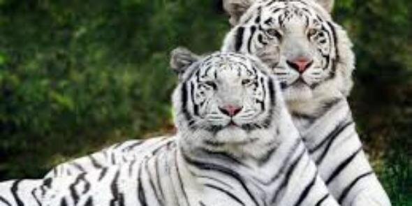 MelisaChambers8's profile banner image