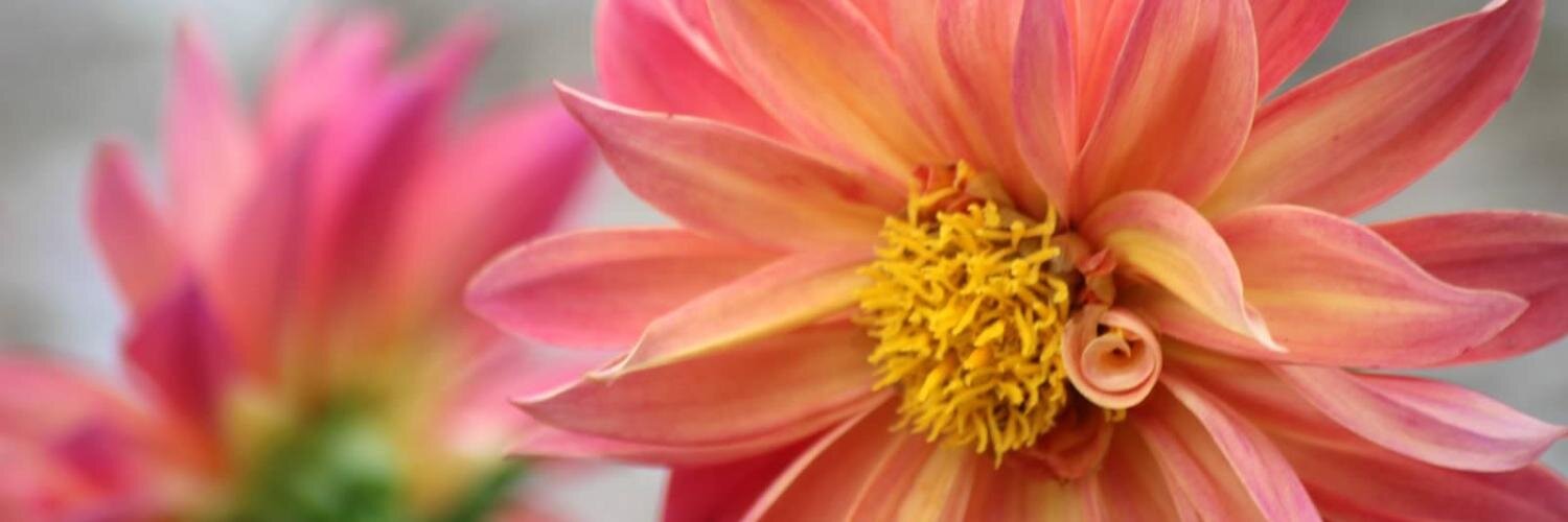 BeckmannMary's profile banner image