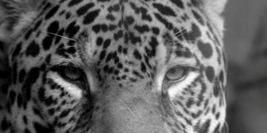 tecazoinfractor's profile banner image