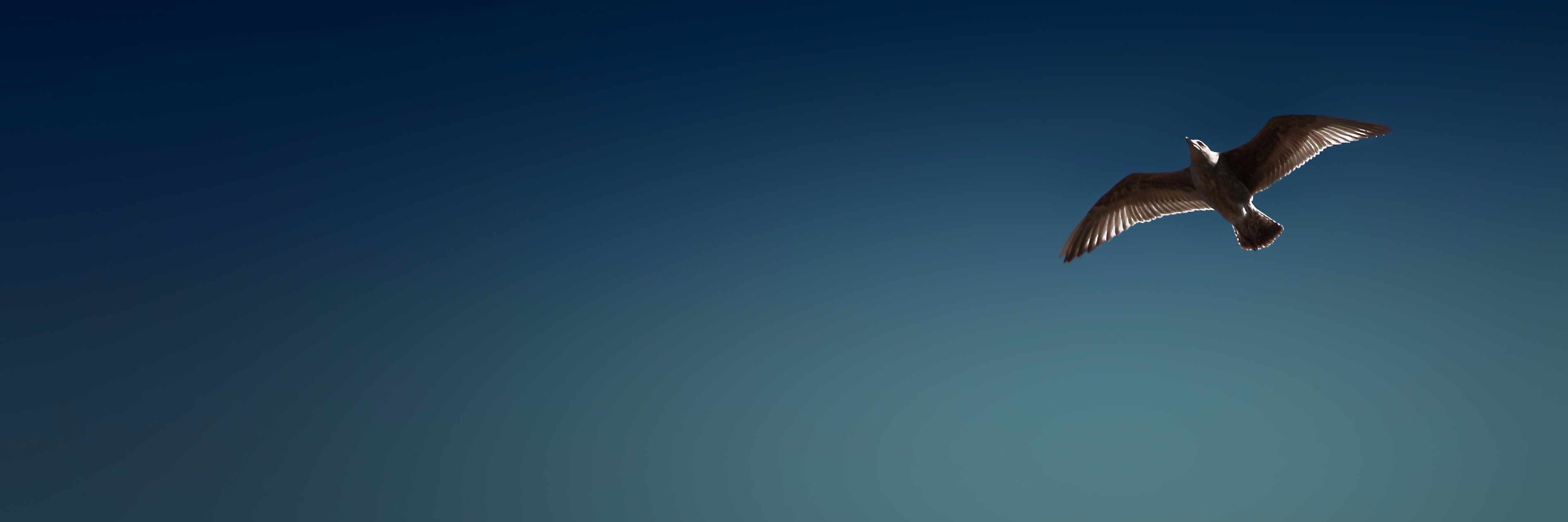 CarineHengst's profile banner image