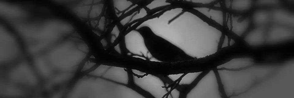 RenaeHaylie's profile banner image
