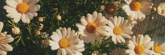 ncipaa's profile banner image