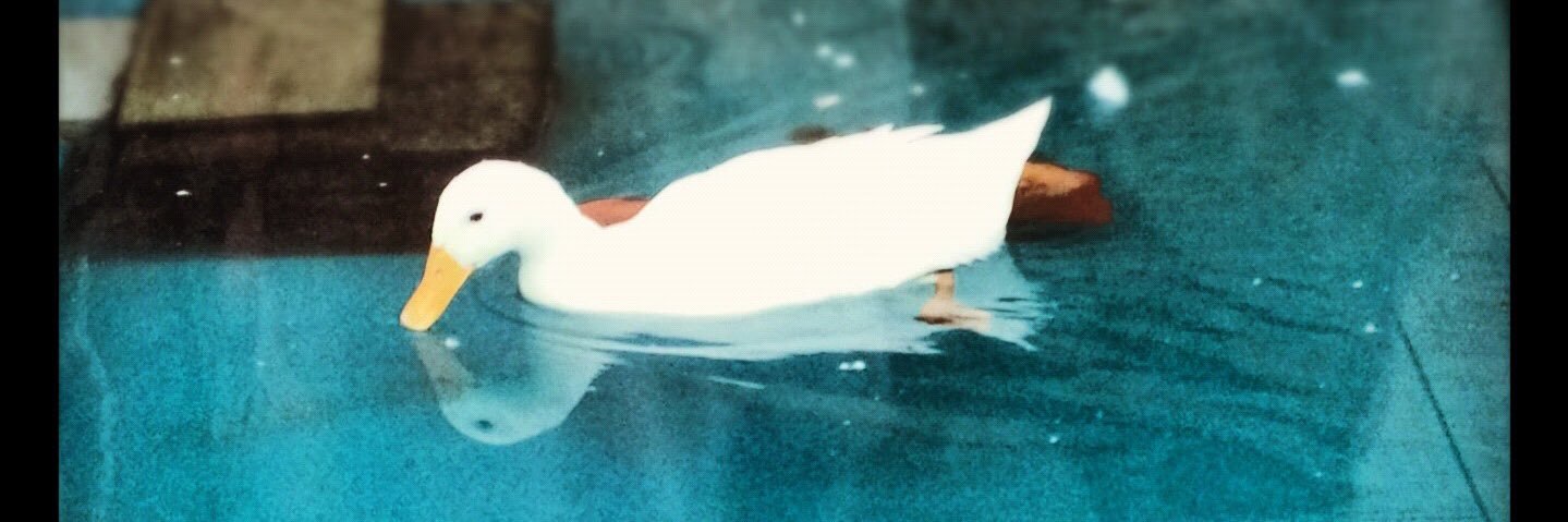 milinlin's profile banner image