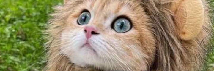 thuidiots69's profile banner image