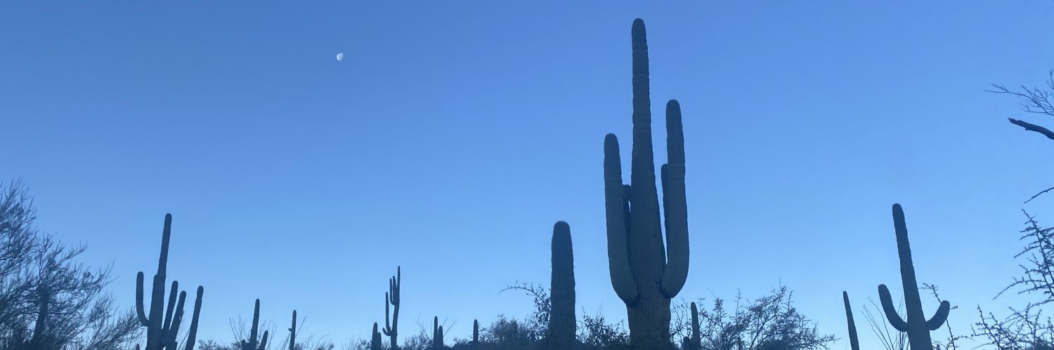 lillynroe's profile banner image