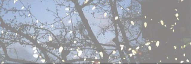 Greyseah's profile banner image