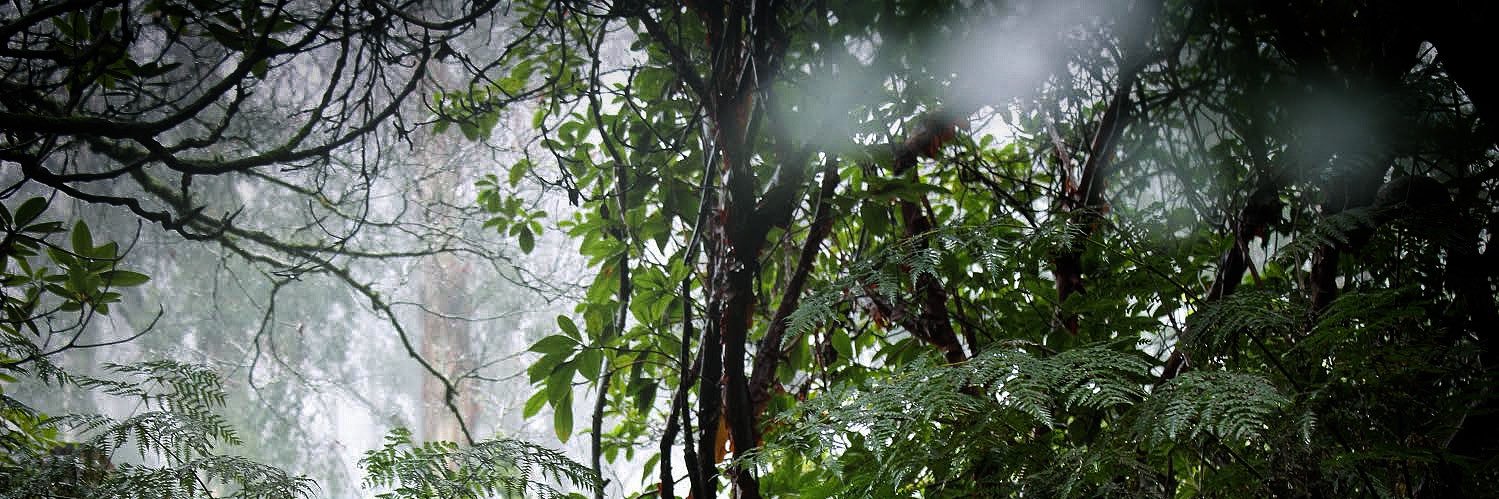 avatarabesque's profile banner image