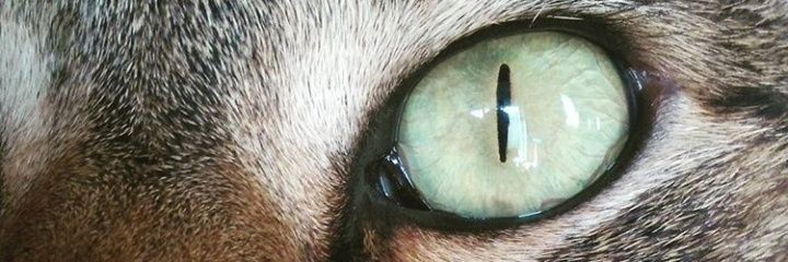 AlvaarezDaniela's profile banner image