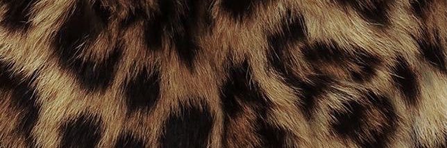 ladybuglaur's profile banner image
