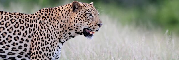 Douaclé Ketté Orphée banner