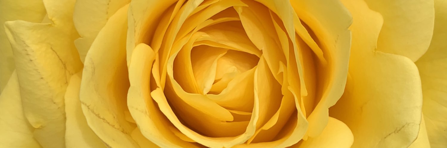 Whitney Rowe banner