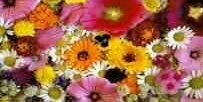 JacquelilineMBH's profile banner image