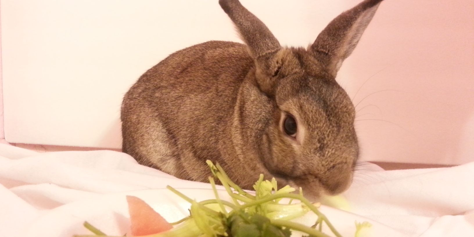 captainthebunny's profile banner image