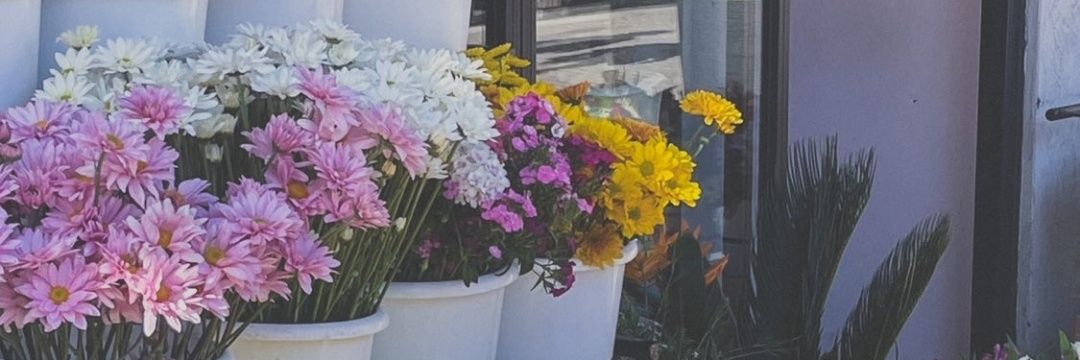 melibagnara's profile banner image