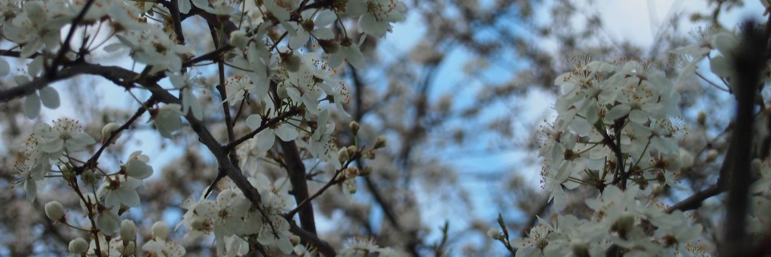 clemente_im's profile banner image