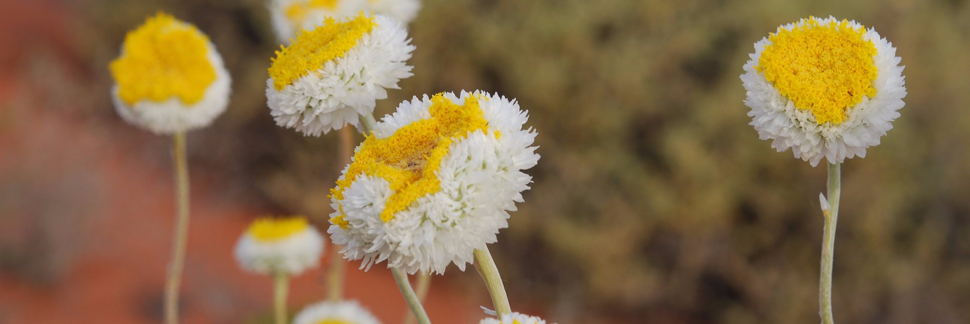 Arid Recovery banner