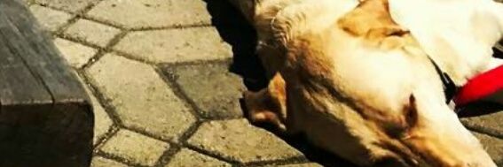 Swaggerbear10's profile banner image
