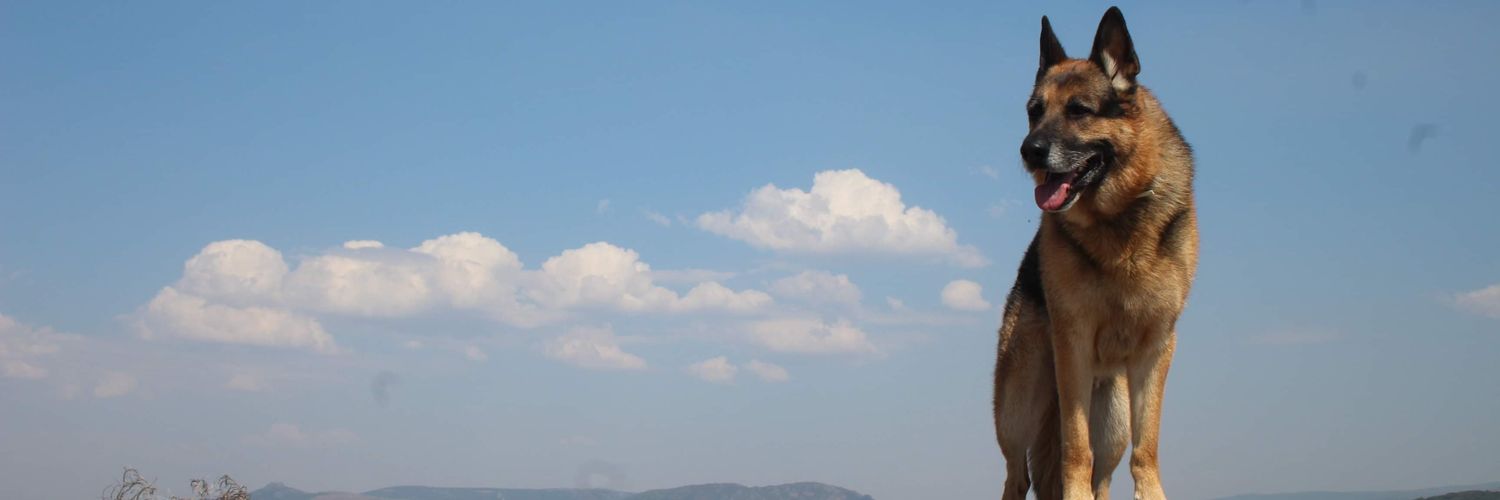 Monikvl's profile banner image